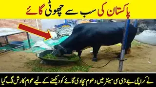 pakistan ki sub say choti cow nye jdc center mai dhoom macha di cow ko dekhnye k lye public ka rash