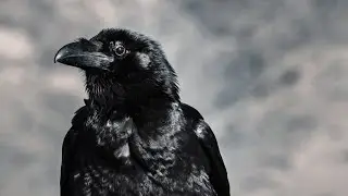 Australian Crows in the Outback 10 Hours Sleep Relaxation