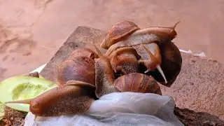 Today there are eight large snails eating vegetables and soft food.