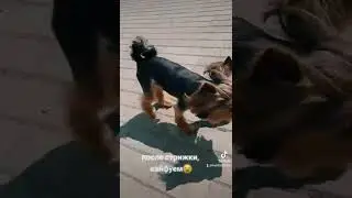 чаффи#кайфуем от стрижки....ух...барановичи