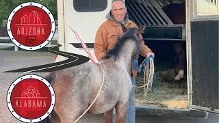 SHIPPING OUR HORSE ACROSS THE COUNTRY