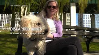 Scooby doobie don't: Discarded joints pose hazards for dogs