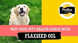 Why Your Pet's Health Starts With Flaxseed Oil