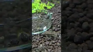 Otocinclus #Otocinclus #shrimp #aquarium