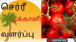 Cherry  tomato 🍅 growth #செர்ரீ தக்காளி வளர்ப்பு #gardening # balcony garden # terrace gardening 