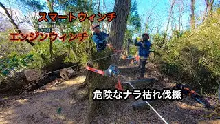 スマートウィンチとエンジンウィンチでナラ枯れ伐採