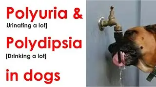 Why is my dog drinking and urinating a lot? [Video # One]