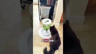 Engage Your Cat's Hunting Instincts with This Fun Feeder #cattoys #catsoftiktok #catlovers