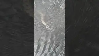 Snake eating a Catfish while Swimming!