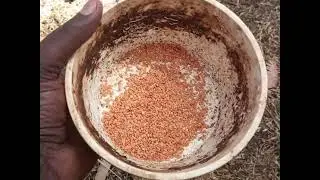 How to prepare a tomato nursery bed. (Seminis hybrid ansal f1 variety)
