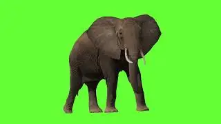 Elephant green screen 