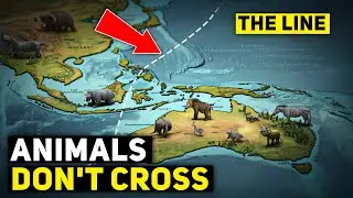 Why the Wallace Line is Nature's Greatest Divide