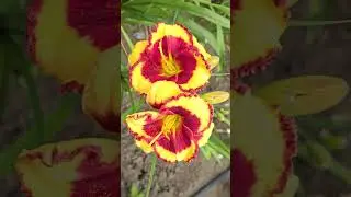#bloom #flowers #hemerocallis #daylilies #plants #perennial #garden #floriculture #nature #botany