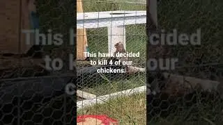Hawk kills 4 chickens