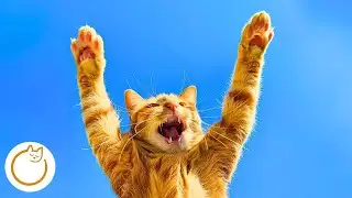 Music for Happy Cats - Soothing Melodies for a Calm Happy Cat 🐱