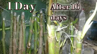 How to grow rubber plant cutting in poly bag / complete information about growing plant from cutting