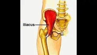 Iliacus exercise