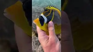 Raccoon Butterflyfish #aquarium #fishtank #fishing #fish #hawaii #hawaiian #fisherman