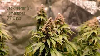 Jack Herer (F) Timelapse (77 Days) ⌚ by Sensi Seeds 💚🥦💚