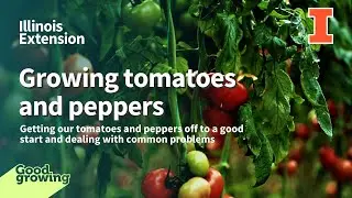 Growing Tomatoes & Peppers with Nick Frillman | #GoodGrowing