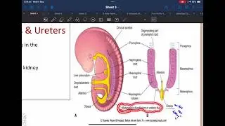 Lec 9 anatomy Development of the Urinary System