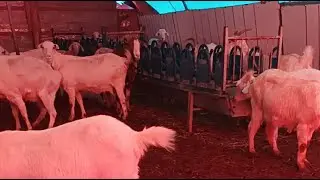 ke&ccedil;iler yeniliklerle karşınızda 😊