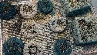 Flowers 🌺 paste with a lil bleach