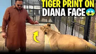 Diana ki skin pr tiger print kasay a geya 😱