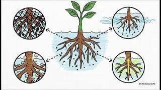 Floating Wetlands Wastewater Treatment