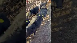Test your skills #counting #cattle #farmlife #ranching #cows #game #test #quiz #fyp #cow #gamer #🫵