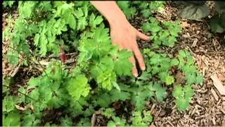 Columbine Flowers and Hilling Potatoes