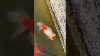 Four goldfish with bubble eyes! You must have never seen it! #fish #koi #aquaticpets #freshwater