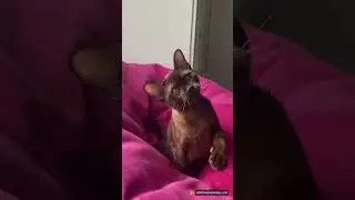Виола