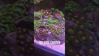 Zoanthid Garden #coralreef #aquarium #coraltank #zoanthids #zoa #reef
