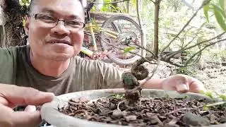 Willow leaf bonsai material 