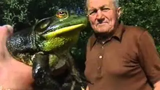 grenouille taureau bullfrog Ouaouaron 2 BullFrog vs snake ウシガエル ) は、