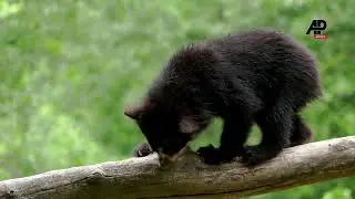 NYC's Queens Zoo welcomes three rare Andean bear cubs