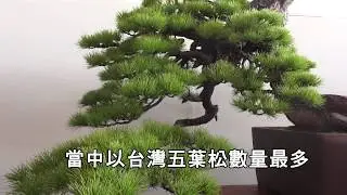 南投采風 台灣上等五葉松