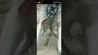 dog barking #subscribe #comment #like #share #viral