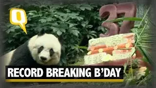 Hong Kong&rsquo;s Giant Panda Becomes World&rsquo;s Oldest Ever