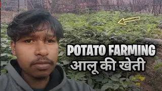 POTATO FARMING | POTATO FARMING STEP BY STEP | आलू की खेती
