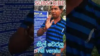 Srilankan NIL VERALU නිල් වෙරලු