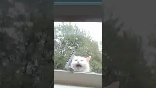 his dramatic little entrance