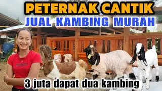 YANG INI BANYAK DI CARI‼️KAMBING HARGA MURAH LAGI, SEPASANG..