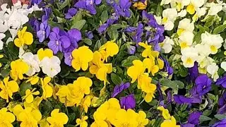 Explore the nature view, gardening tips, flower garden