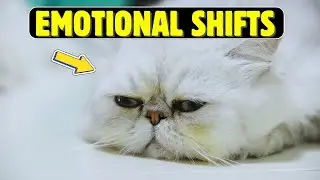 Senior Cat Behavior Explained &ndash; Why Their Mood Changes with Age
