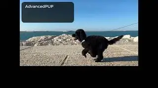 AdvancedPUP-Glucosamine-and-Turmeric-for-dogs-4-4-modified-Main-Website
