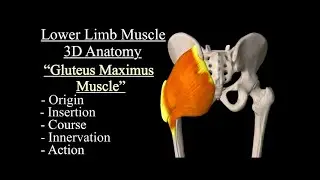 Gluteus Maximus 3d Model Animation | Origion and insertion | Function , Course And Nerve Innervation