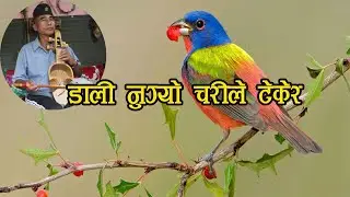 पूरानो लोकगित 