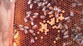 Ringvaade mesitarus.wmv